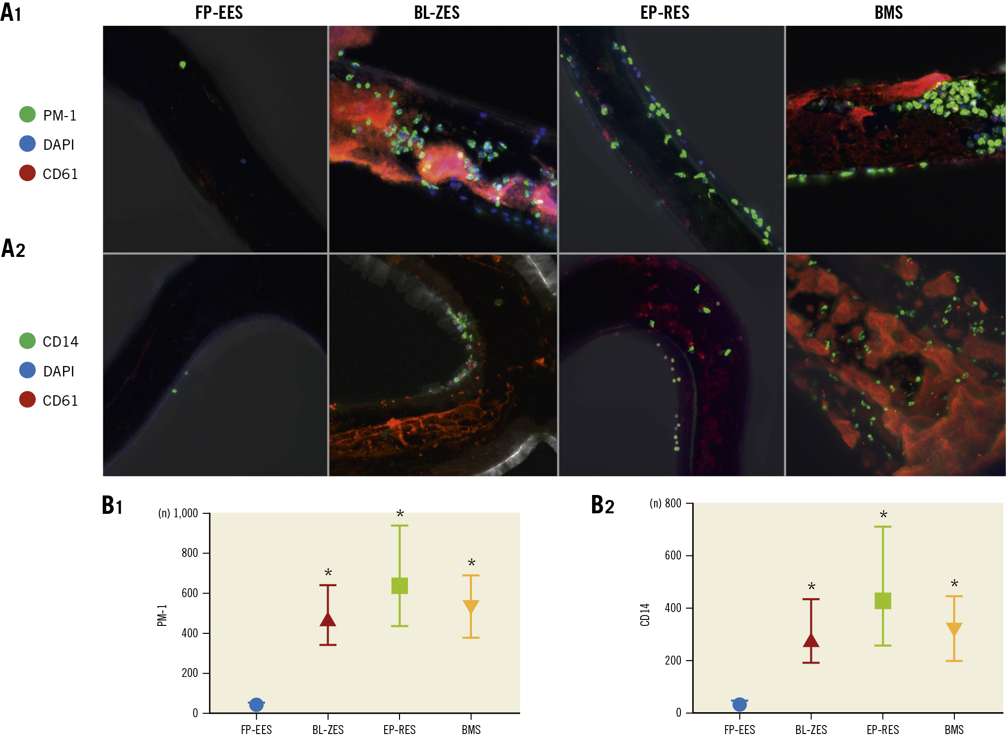 Figure 2. Representative confocal microscopic images using immunofluorescent staining against a neutrophil marker (PM-1) and a monocyte marker (CD14) in an ex vivo shunt model. A) The upper panels (A1 and A2) show confocal microscopic images with PM-1 staining and the lower panels show confocal microscopic images with CD-14 staining. FP-EES showed minimal neutrophil and monocyte attachment. However, BL-ZES, EP-RES and BMS showed many neutrophils and monocytes on the stent surfaces. B) Graphs show the number of PM-1 (B1) and CD-14 (B2) positive cells on the stent struts. The number of PM-1 and CD-14 was significantly the least in FP-EES relative to BL-ZES, EP-RES and BMS. Data are presented as mean±standard deviation for each group. * p<0.05 vs FP-EES.